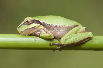 Hyla meridionalis Mediterranean tree frog stripeless tree frog small amphibious abundant in places...