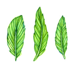 Obraz premium set of feather_ green
