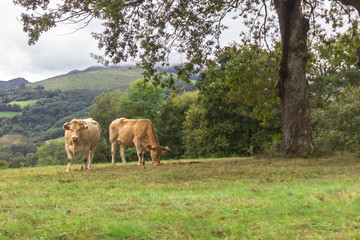 Fototapeta na wymiar Cow in the pasture. Artiodactyl animals in the meadow. Milk farm. Happy livestock. Cattle grazing. Rural landscape. Green grass in the meadow. Rustic romance.