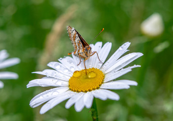 Spring, blooming daisies close-up on a Daisy sits a beautiful butterfly and drinks dew drops