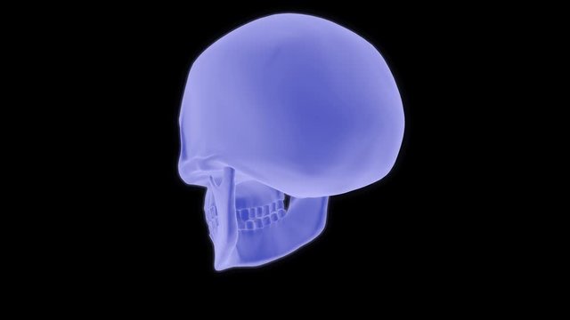 Rotating Human Skull Animation