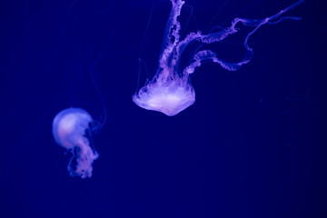 Colorful Jellyfish underwater. Jellyfish moving in water.