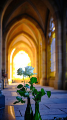 White Roses in front of sun illuminated gothic windows inside Campo Santo, a grave building on the...