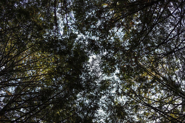 trees in the sky
