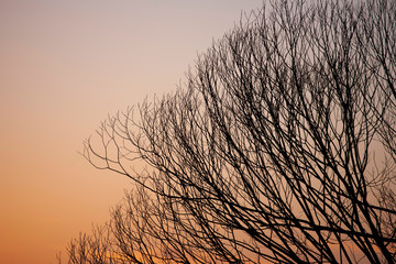 Silhouettes of leafless branches with sunset sky background.  Half of picture filled with the tree the other part is empty and suitable for texts