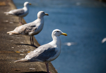 Seagulls watch for food from a cement bulk head in Seattle.