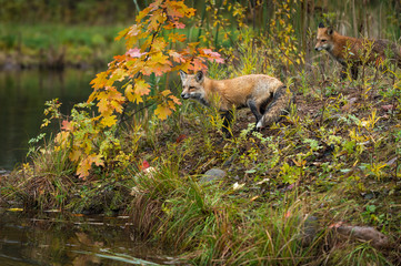 Red Foxes (Vulpes vulpes) Look Out To Water Autumn © hkuchera
