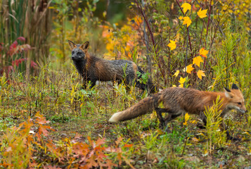 Cross Fox (Vulpes vulpes) Looks Left Red Fox Runs in Foreground Autumn