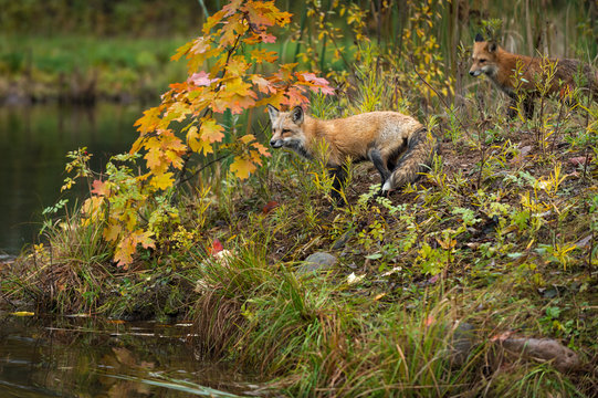Red Foxes (Vulpes vulpes) Look Out To Water Autumn