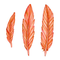 This illustration depicts a set of bird coral yellow feathers drawn by hand with alcohol markers and liners and isolated on a white background.