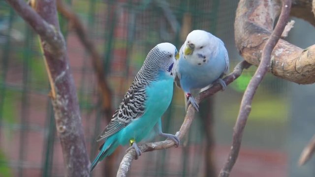 blue budgerigar parakeet couple kissing, birds expressing love, colorful tropical parrot specie from Australia