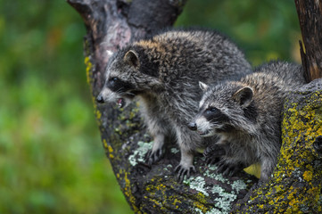 Raccoons (Procyon lotor) Look Left From Tree in Rain Autumn