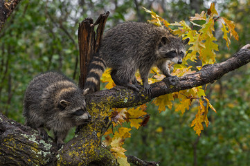Raccoons (Procyon lotor) Balance in Tree Autumn © hkuchera