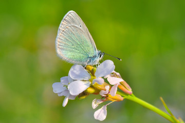 Closeup beautiful butterfly sitting on the flower.