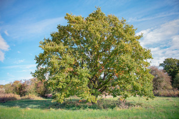 Oak 