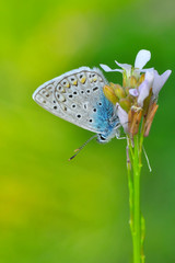 Closeup beautiful butterfly sitting on the flower.