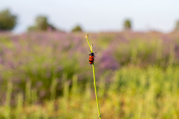 there is a red ladybug on a plant in to the wild. Wings of ladybug is red and shinny