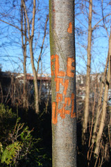 verde parco naturale con parti di alberi e piante 