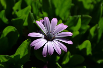 Makro Purple Flower