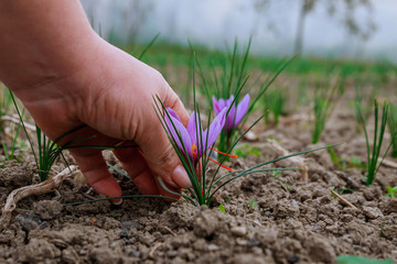Harvest of saffron flowers in the field. The most expensive spice.