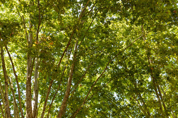 green tree foliage view during spring