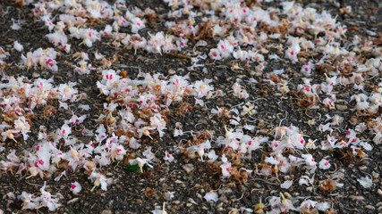 Fallen wild chestnut flowers after the wind and rain.