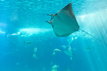 manta ray swimming in light blue water with sun rays coming down in the background