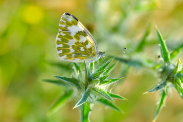 Closeup beautiful butterfly sitting on the flower.