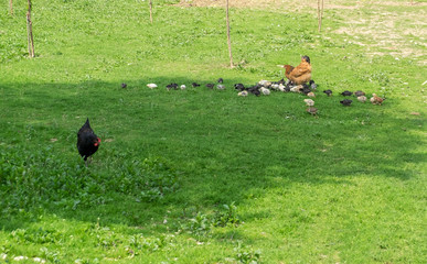 Fototapeta premium Cute and big chicken family. There are lots of chicks