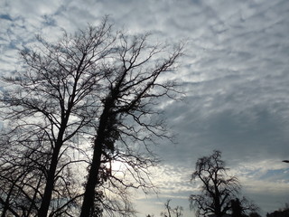 Baum im Himmel