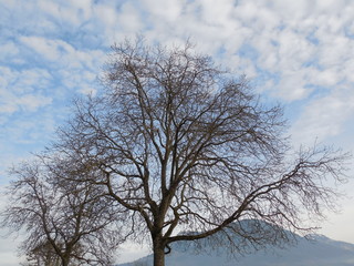Baum des Lebens