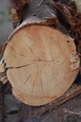 background tree pattern for graphic designers