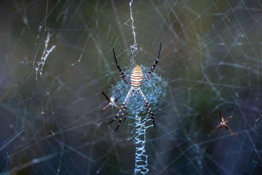  Beautiful spider on a spider web- Stock Image  