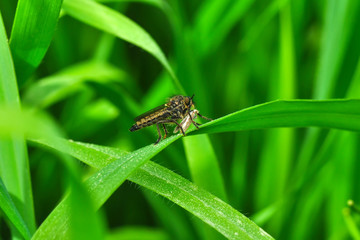 Macro shot of a robber fly 