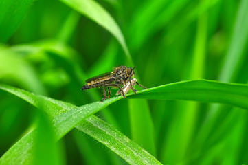 Macro shot of a robber fly 