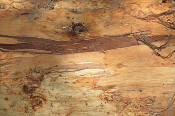 background tree pattern for graphic designers