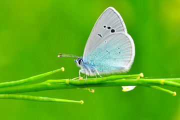 Closeup beautiful butterfly sitting on the flower.