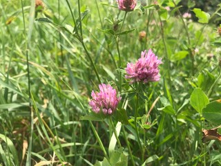 pink flowers in the garden