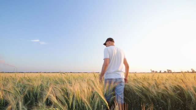 man walking on a field of wheat / fields of Ukraine