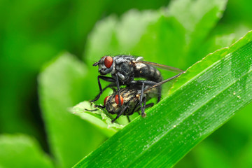 Macro shot of a  fly 