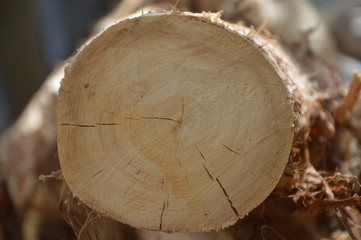 background tree pattern for graphic designers