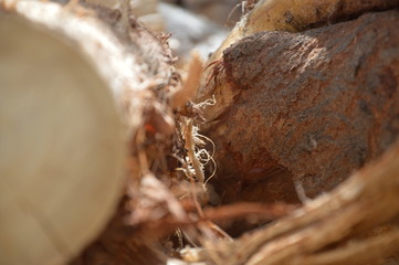 background tree pattern for graphic designers