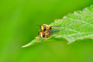 Macro shot of a  fly 