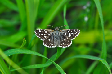 Closeup beautiful butterfly sitting on the flower.