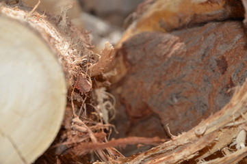 background tree pattern for graphic designers