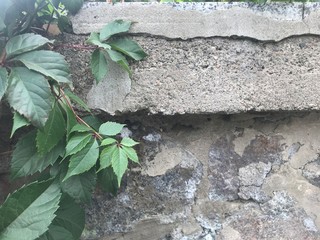 ivy on the wall
