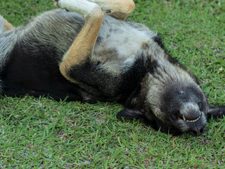 a closeup shoot to cute adult stray dog rolling on grass - he looks happy