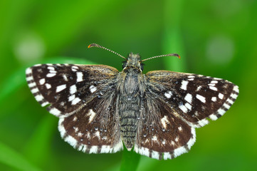 Macro Photography of Yellow Moth on Twig of Plant.