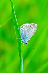Closeup beautiful butterfly sitting on the flower.