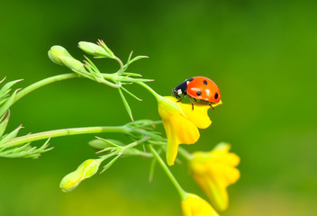 Beautiful ladybug on leaf defocused background